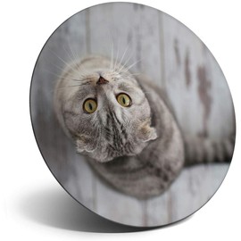 Destination Vinyl ltd Magnet for Refrigerator, Fridge - Beautiful Grey Tabby Cat Kitten for Office, Cabinet and Whiteboard, Magnetic Stickers, 16890