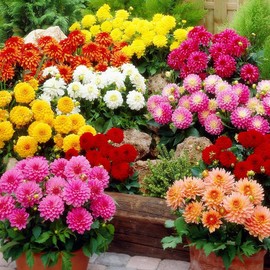 KIRA SEEDS - Seeds Double Dahlia Mix - Annual Flowers for Planting - GMO Free