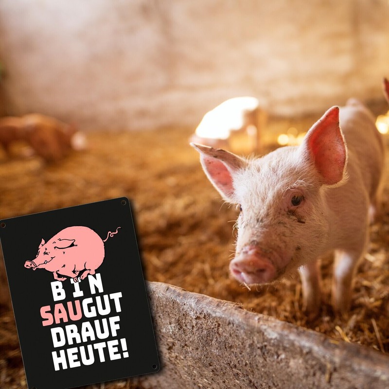 Bin Saugut drauf heute Metal Sign in 15 x 20