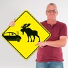 Car Crash and Moose Graphic Sign, 24x24 Inches, Rust Free