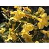 Yellow 7 Carolina Jasmine Yellow Starter Climbing Hummingbird Vines Plant