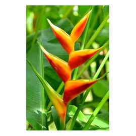 Professional Heliconia Fertilizer Nursery Grade 4 LB Six Month Slow Release Bird of Paradise Plant Food