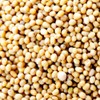 Kobe Spice, Yellow Mustard Seeds, Made in India, 3.5 oz