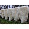 Bayern Fell Lambskin Champagne 120-130 cm Real Merino Sheepskin Cuddly
