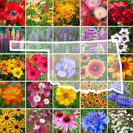 Eden Brothers Oklahoma Wildflower Mixed Seeds for Planting, 1 oz, 30,000+ Seeds with Lupine, WallFlower | Attracts Pollinators, Plant in Spring or Fall, Zones