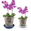Plant Saucer Blue Ceramic Deep Pot Tray 2 Pack 3.5-4
