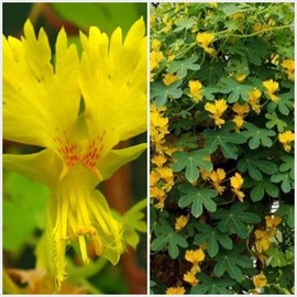 RAISE ME UP: Seeds Canary Creeper Mix Canarybird Nasturtium Indian Cress Annual Flowers