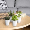 vdvelde.com - Giveaway Mini Cactus en Vetplant Mix with Potje