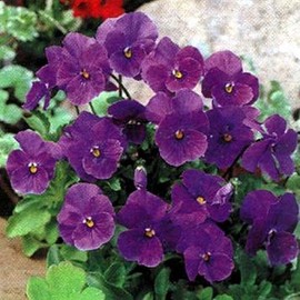 Viola Cornuta Admiration Perennial Seeds
