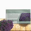 Outsidepride Violet Queen Alyssum Seeds - 5000 Pcs Annual, Drought-Tolerant