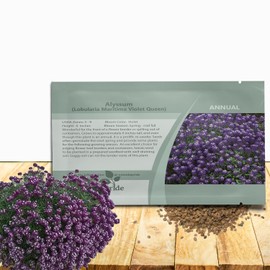 Outsidepride Violet Queen Alyssum Seeds - 5000 Pcs Annual, Drought-Tolerant & Pollinator-Friendly Ground Cover Seeds w/Fragrant Purple Blooms for Low-Growing Xeriscaping & Outdoor Planting