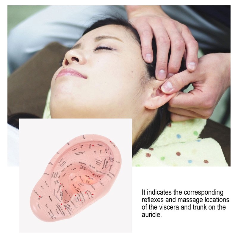 Human Ear Model Ear Acupuncture Anatomical Model Reflexology Acupoint Learning