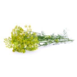 Dill, Mammoth Long Island - Herb Seeds