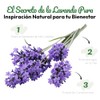 VERDORA Parches Aromáticos de Lavanda para Uso Externo, 18 Unidades