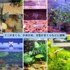 PAVIKE Aquarium Light, Small, Aquarium Light, LED, Aquarium Light, 3