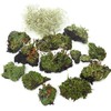Tin Roof Treasure Live Lichen Assortment 4"x6" Bag for Terrariums