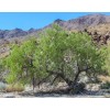 Desert Willow seeds (Chilopsis linearis) -20 seeds-