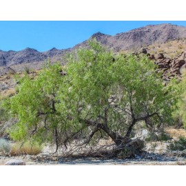 Desert Willow seeds (Chilopsis linearis) -20 seeds-