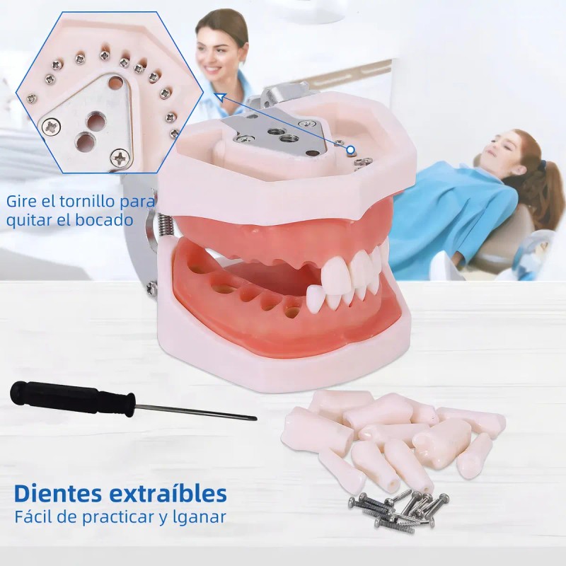Tipodonto Dientes Articulado Tipo Nissiin Encía Suave