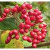 Viburnum Lantana (Twistwood, Wayfaring Tree) Tree Seed, Small Flat-Topped Creamy-White