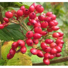 Viburnum Lantana (Twistwood, Wayfaring Tree) Tree Seed, Small Flat-Topped Creamy-White Flowers, Glossy red Fruits, You Choose The Quantity (1 Pack)
