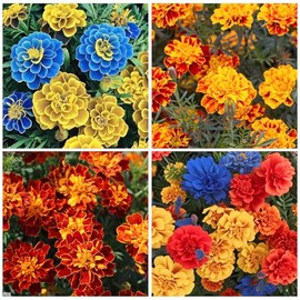 10000+ Mixed Marigold Seeds for Planting-French Marigold Flower Seed to Plant-Annual Flowers Non-GMO Heirloom Seeds-Open Pollinated