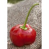 Malawi Piquante Pepperdew Heirloom Pepper Premium Seed Packet
