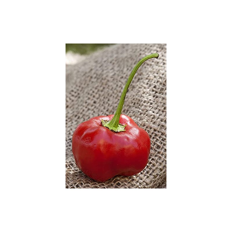 Malawi Piquante Pepperdew Heirloom Pepper Premium Seed Packet