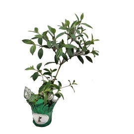 Ecuador Princess Tibouchina Bush Live Tropical Plant Purple Flower Starter Size 4 Inch Pot Emerald TM