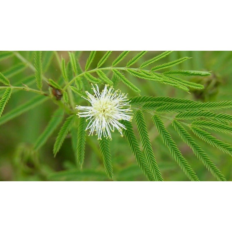 250 Illinois Bundleflower Seeds Mimosa Desmanthus Monarch Butterfly Host Plant