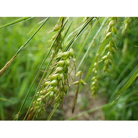 1 lb Wheat Seeds Food Plot Cover Crop Deer Garden Cat Grass