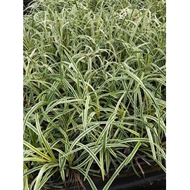 Liriope 'Variegated' Grass (liriope muscari 'variegata') Flats of Eighteen 3.5 inch pots