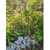 Parrot's Beak Heliconia psittacorum Live Plant Orange Rooted