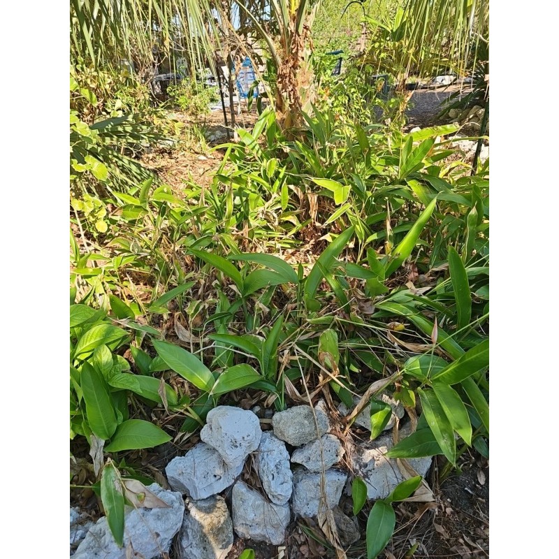 Parrot's Beak Heliconia psittacorum Live Plant Orange Rooted
