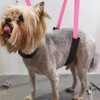 Dog Grooming Belly Strap - 3PCS Grooming Restraint Set Adjustable
