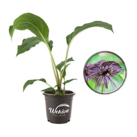 Wekiva Foliage Black Bat Flower - 4 inch Pot - Tacca chantrieri - Exotic Rare Flowering Plant