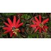 Buy Rare Seeds Passiflora manicata | Red Passion Flower| 10_Seeds