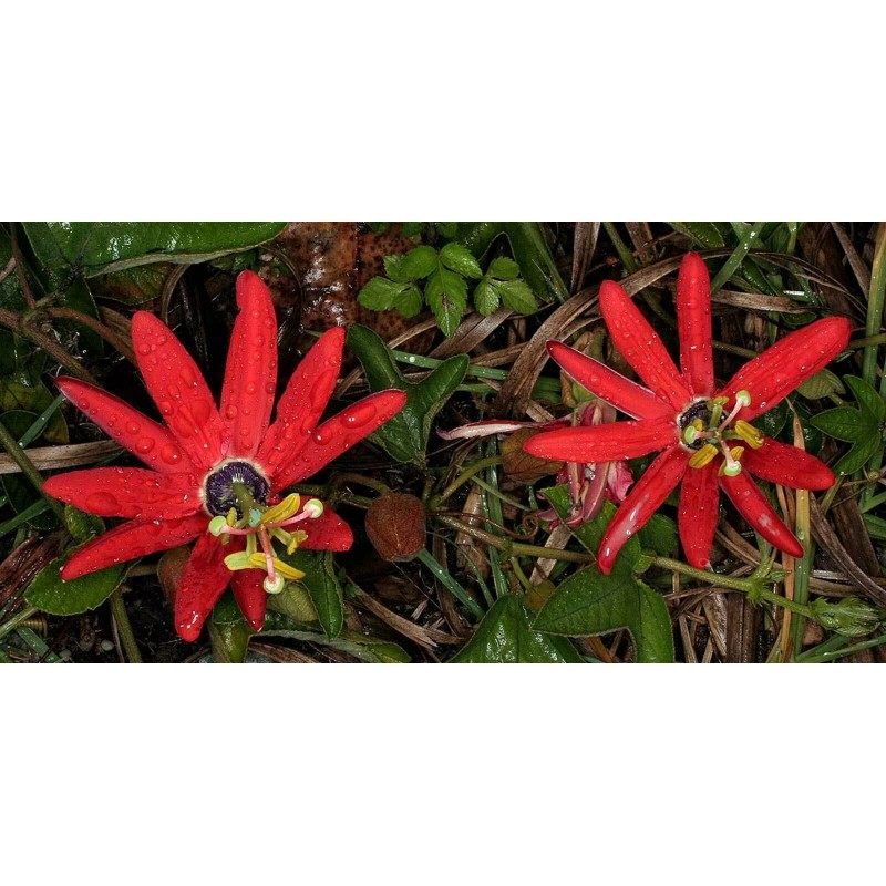 Buy Rare Seeds Passiflora manicata | Red Passion Flower| 10_Seeds