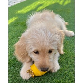 Lanco 8424678101135 König Egg Lacht; 100% Natural Rubber