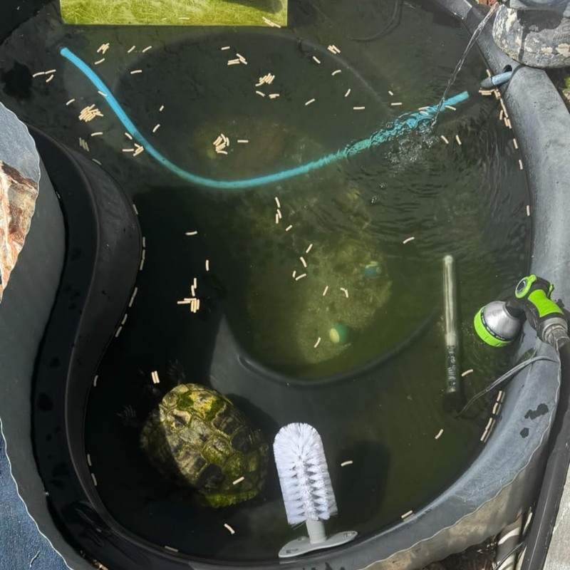 DoubleWood Turtle Brush with Suction Cup for Tank, Turtle Toys