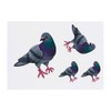 4 x 'Cute Pigeon' Temporary Tattoos - Water Resistant, Skin-Safe,