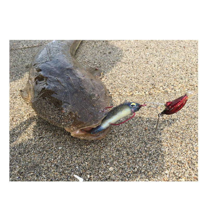Magbite MBW04-0409 Shad 4" 09 Holo Harabait