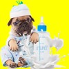 Pet Feeding Bottle. Pet Syringe. Pet Puppy Bottles. Dog and