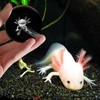 3D Axolotl Crystal Ball with Stand Lase Engraved Glass Sphere