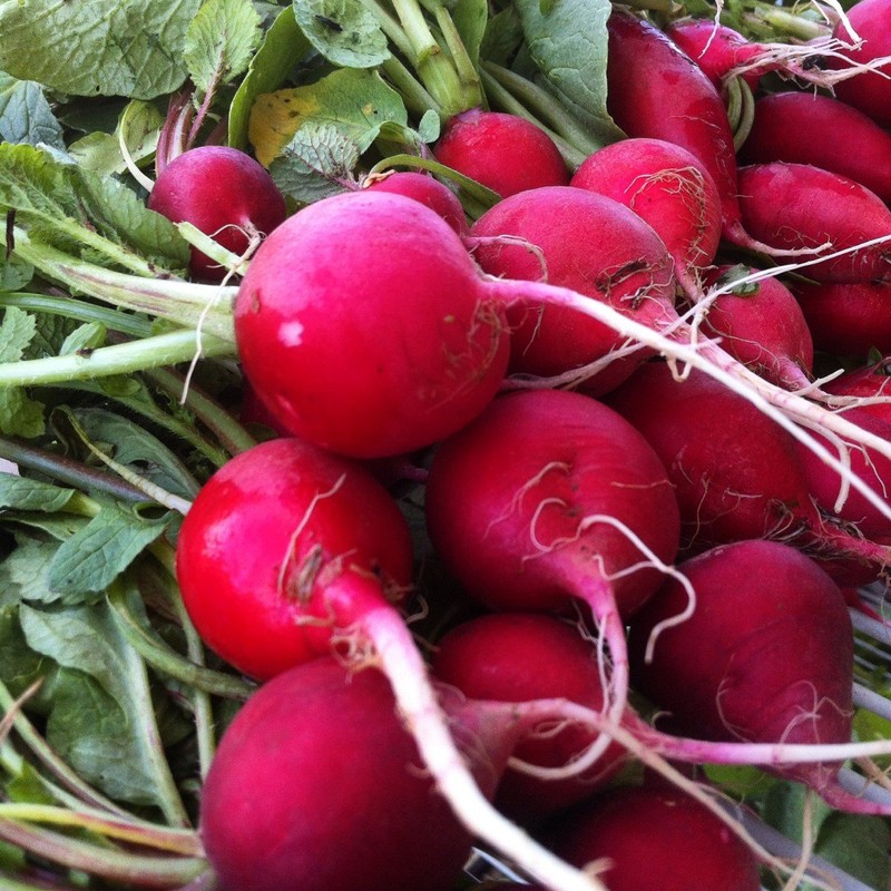 300 Champion Radish Seeds Heirloom Non GMO Garden Vegetable Bulk
