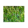 Chives Microgreens Seeds: 4 Oz - Non-GMO, Vegetable Garden &