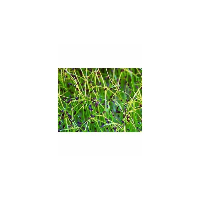 Chives Microgreens Seeds: 4 Oz - Non-GMO, Vegetable Garden &