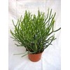 Pencil Cactus 10 Fresh Cuttings Euphorbia tirucalli, Succulent, fFn Plant