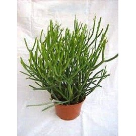 Pencil Cactus 10 Fresh Cuttings Euphorbia tirucalli, Succulent, fFn Plant