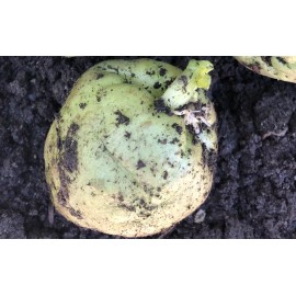 1 Chayote Squash Mirliton Live Plant Ready To Plant